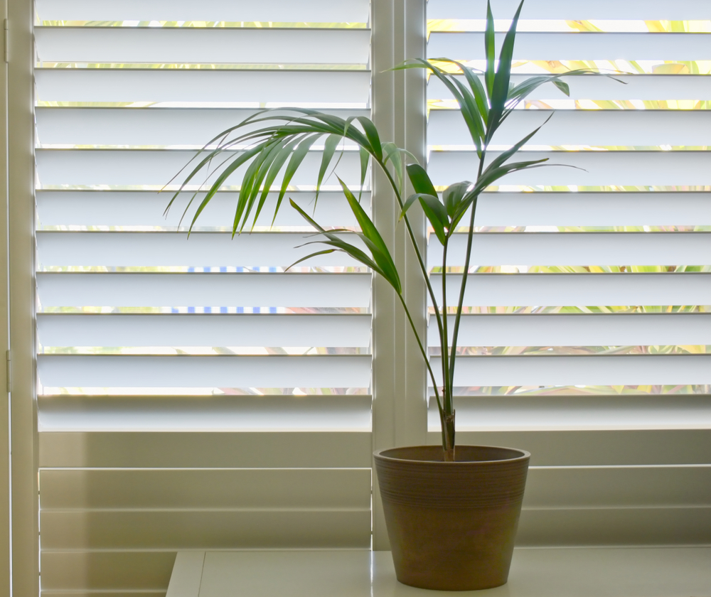 plantation shutters |
